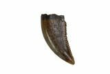 Serrated, Theropod (Raptor) Tooth - Montana #97400-1